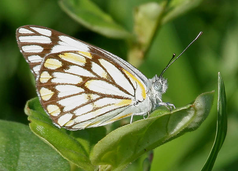 Слика од Belenois aurota (Fabricius 1793)