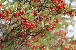 Plancia ëd Aronia arbutifolia (L.) Pers.