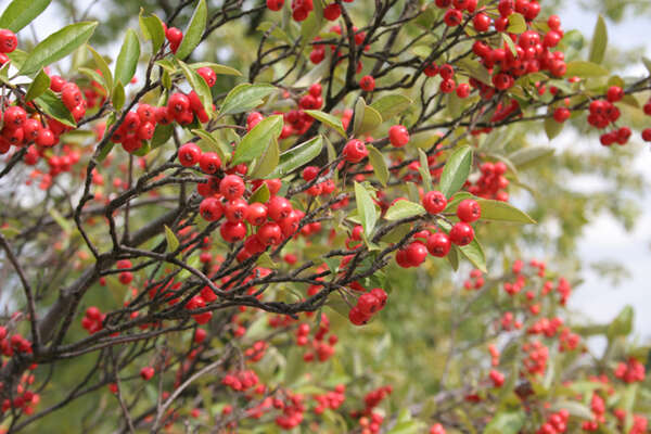 Plancia ëd Aronia arbutifolia (L.) Pers.