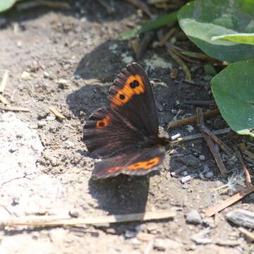 Image of Vidler's Alpine