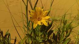 Image of badlands mule-ears