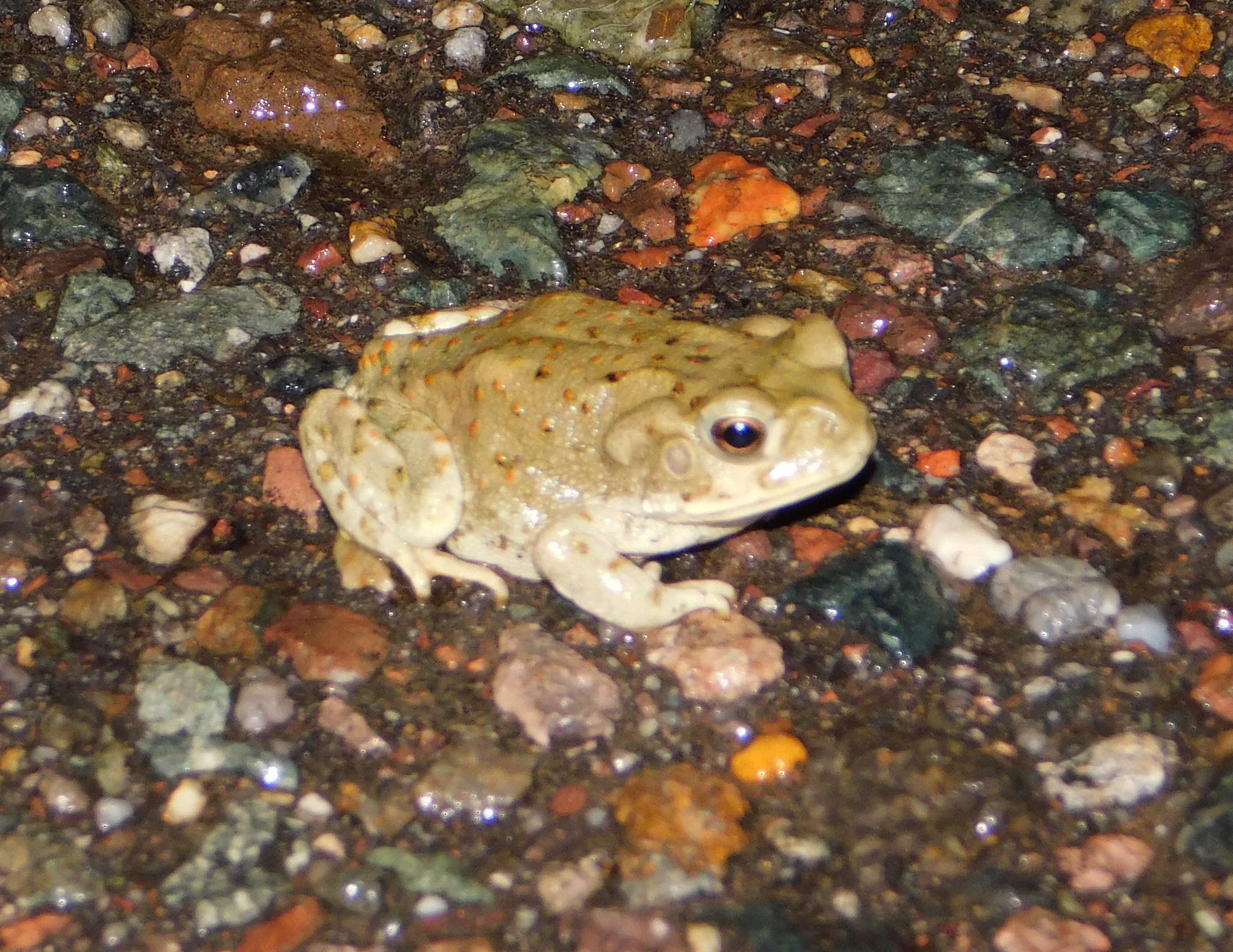 Image of Colorado River Toad Sonoran Desert Toad