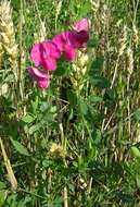 Image of tuberous pea