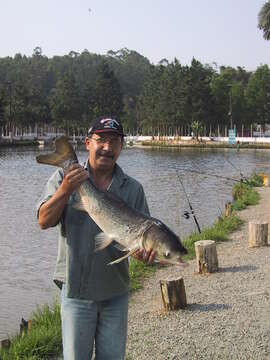 Image of silver carp