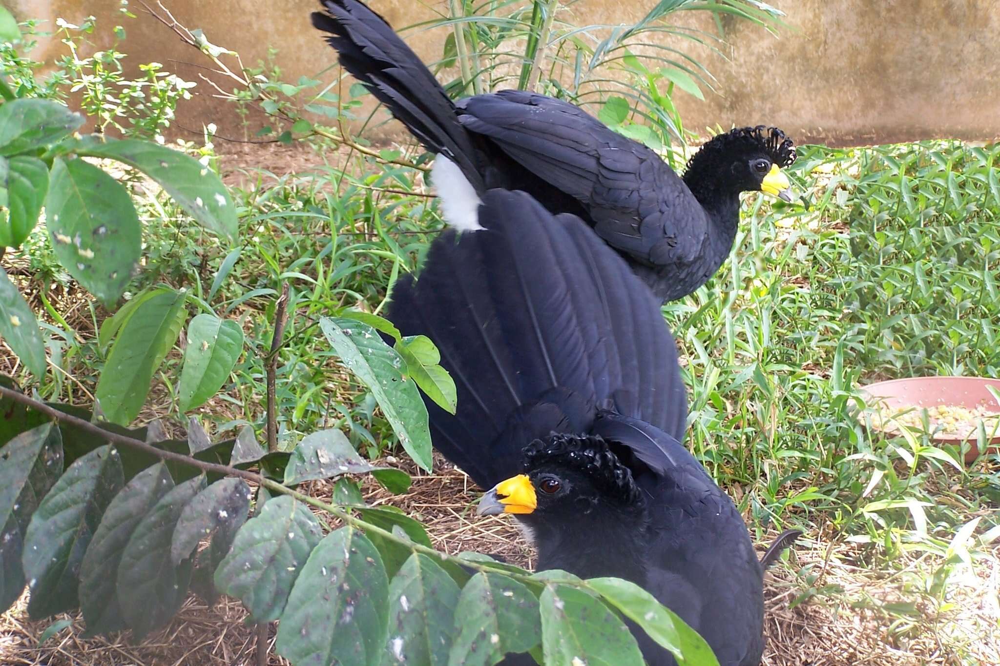 Image of Black Curassow