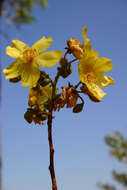 Imagem de Cochlospermum fraseri Planch.