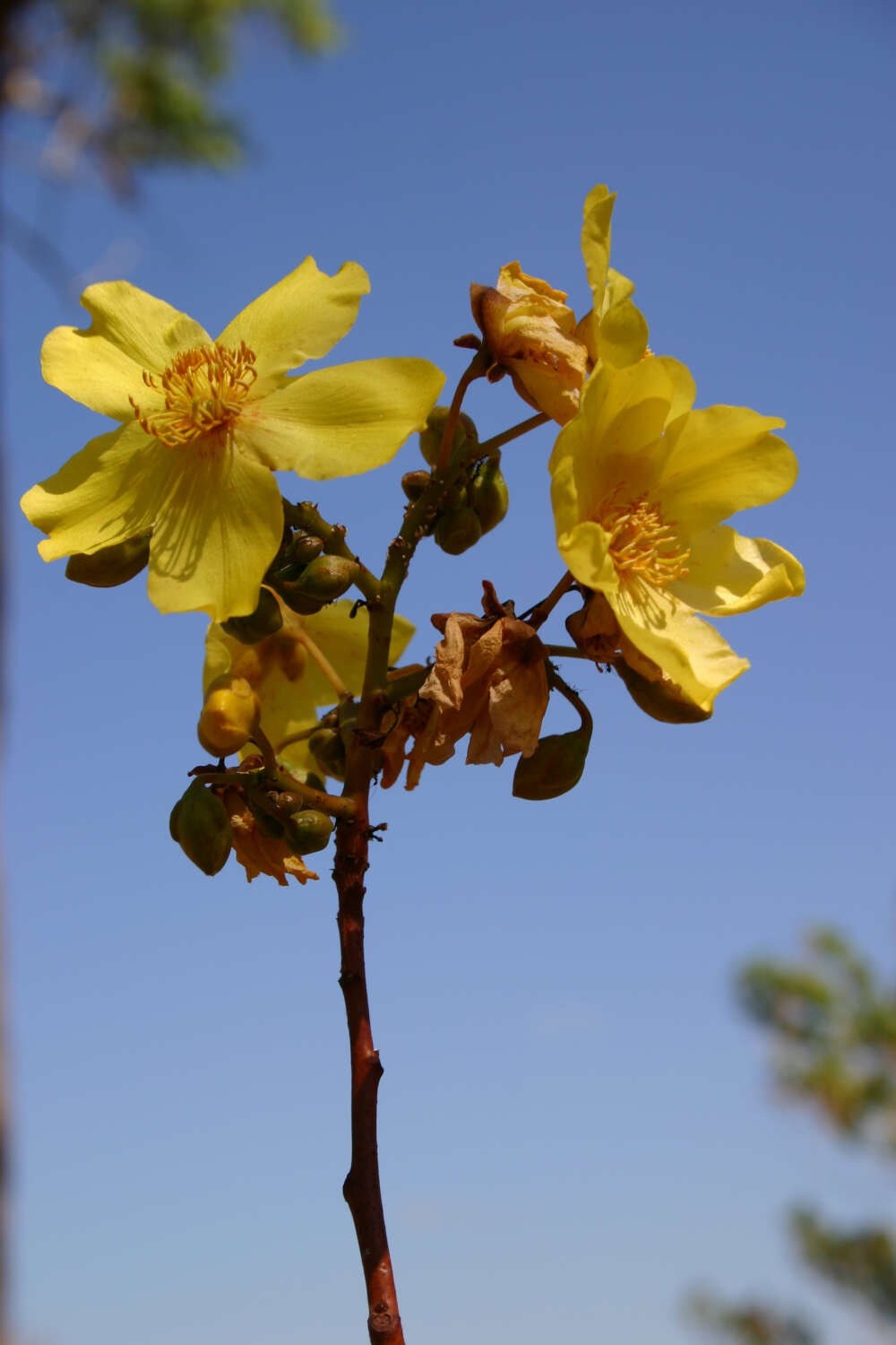 Imagem de Cochlospermum fraseri Planch.