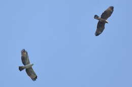 Image of Barred honey buzzard