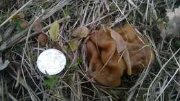 Image of bull-nose false morel