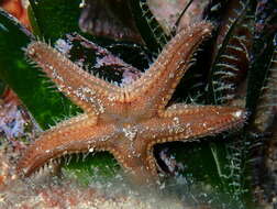 Image of Astropecten spinulosus (Philippi 1837)