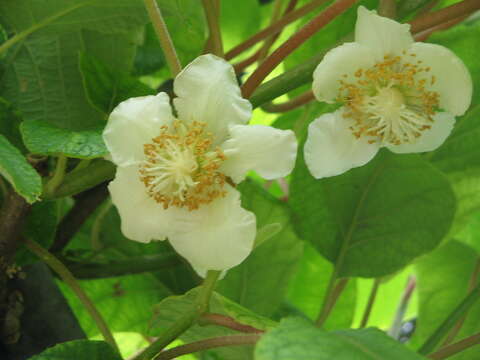 Plancia ëd Actinidia chinensis var. hispida C. F. Liang