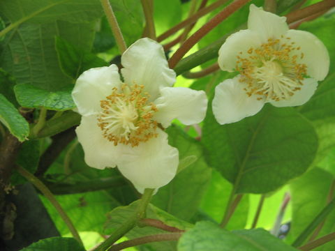Image of kiwifruit
