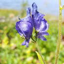 Aconitum columbianum subsp. columbianum的圖片