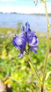 Sivun Aconitum columbianum subsp. columbianum kuva