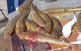 Image of Blue-spotted flathead