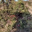 Image of Coprosma nitida Hook. fil.