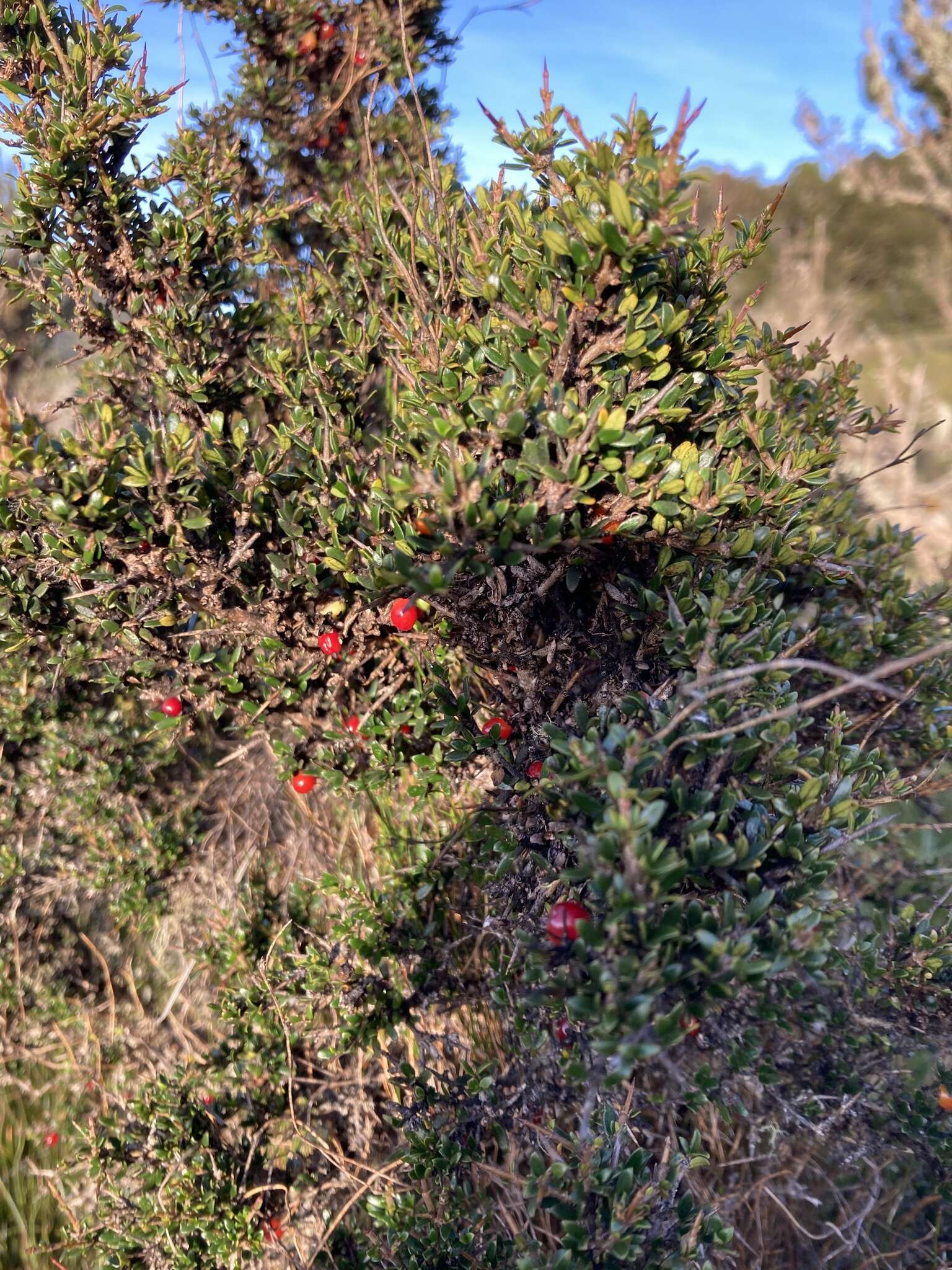 Image of Coprosma nitida Hook. fil.