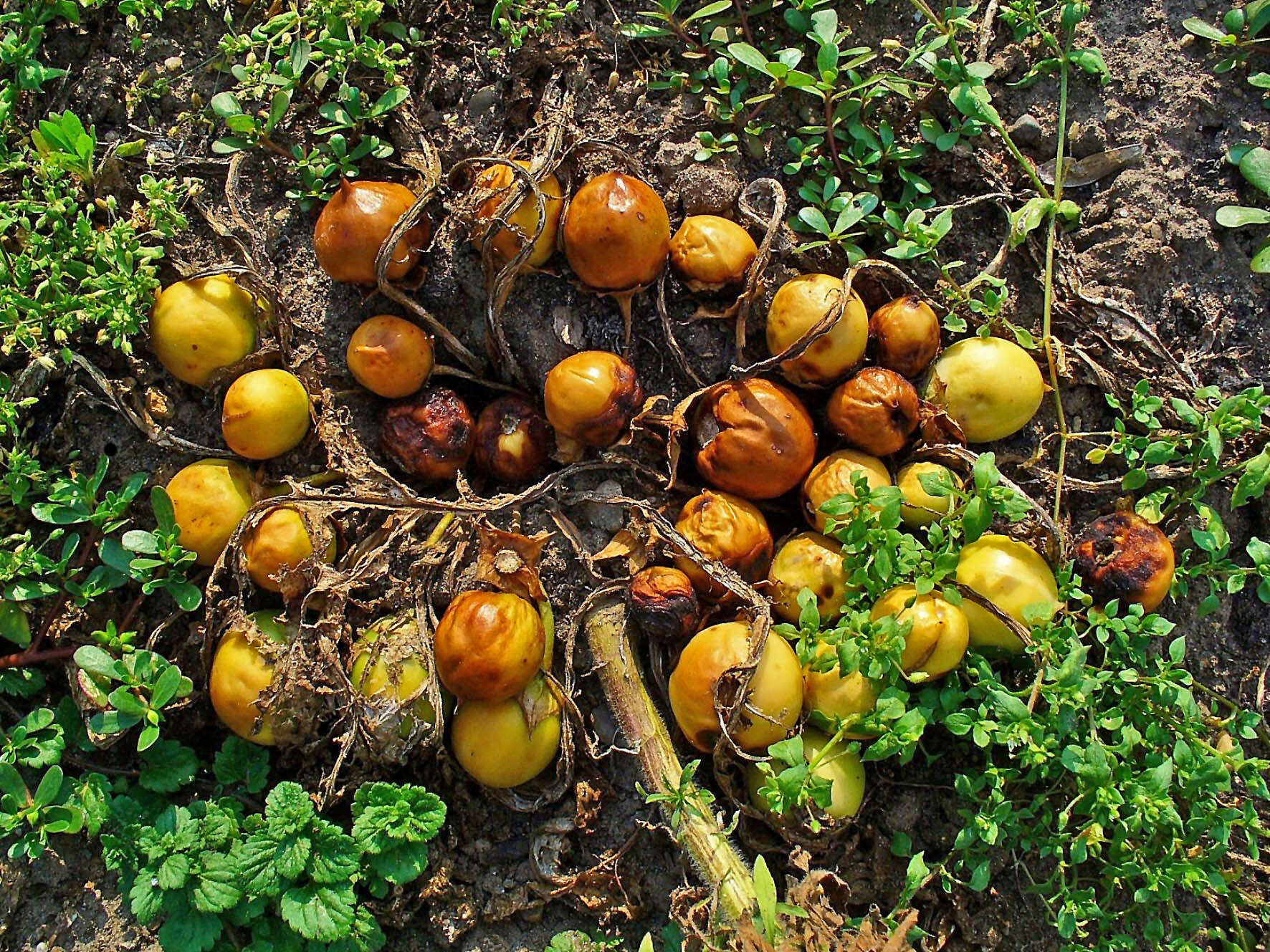 Image de Mandragora officinarum