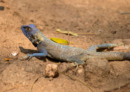 Image of Agama mucosoensis Hellmich 1957