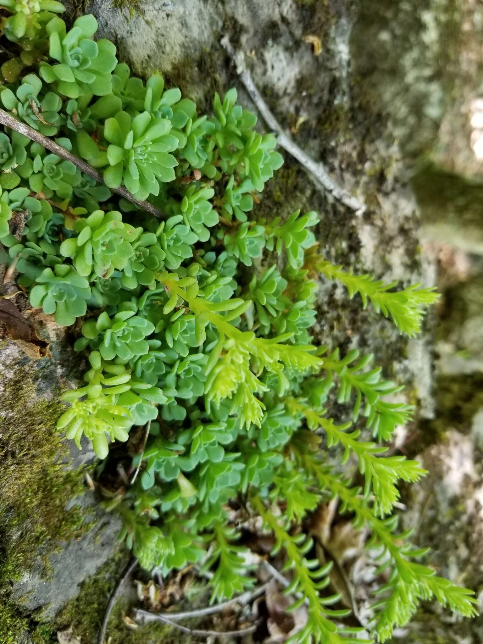 Imagem de Sedum glaucophyllum R. T. Clausen