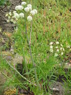 Image of European Waterhemlock