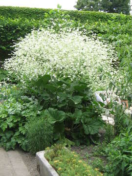 Image of Crambe cordifolia Steven