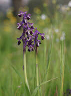 Image of Long-spurred orchid