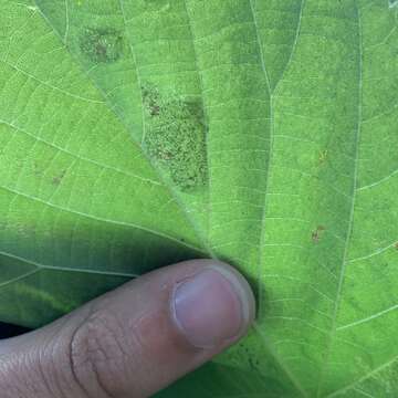 Stigmella argentifasciella (Braun 1912) Newton et al. 1982的圖片