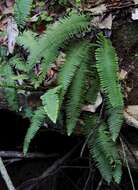 Image of combleaf rockcap fern