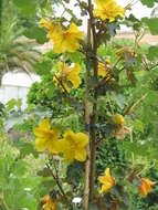 Sivun Fremontodendron californicum (Torr.) Coult. kuva