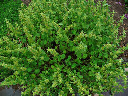 Image of horehound