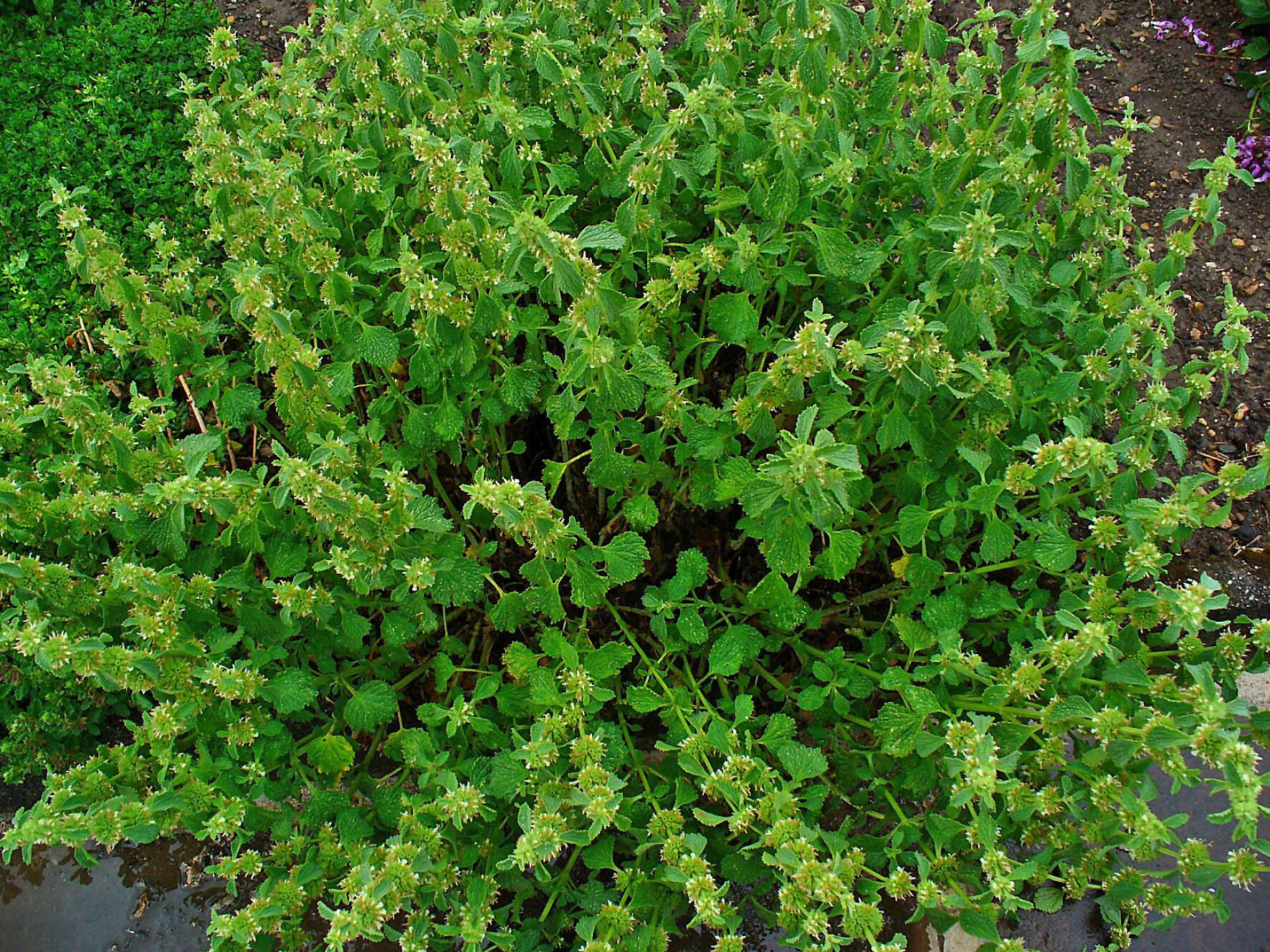 Image of horehound