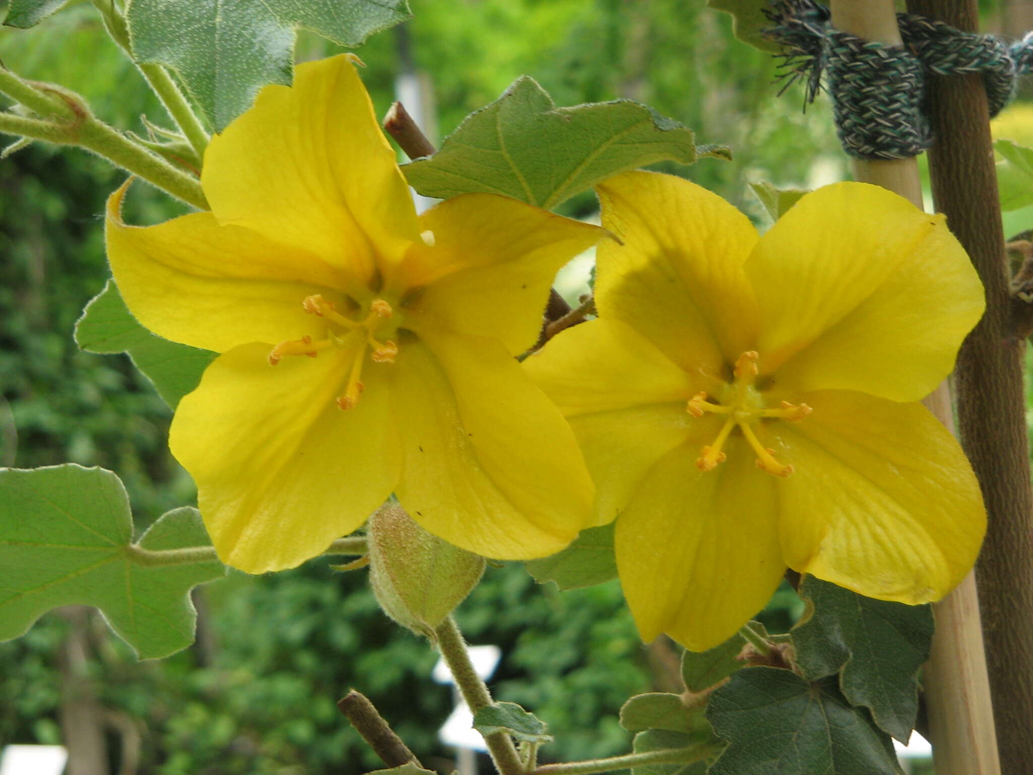 Sivun Fremontodendron californicum (Torr.) Coult. kuva