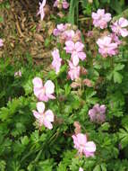 Image of Dalmatian Cranesbill