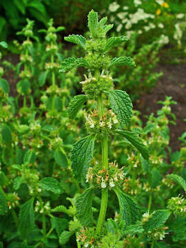 Image of horehound