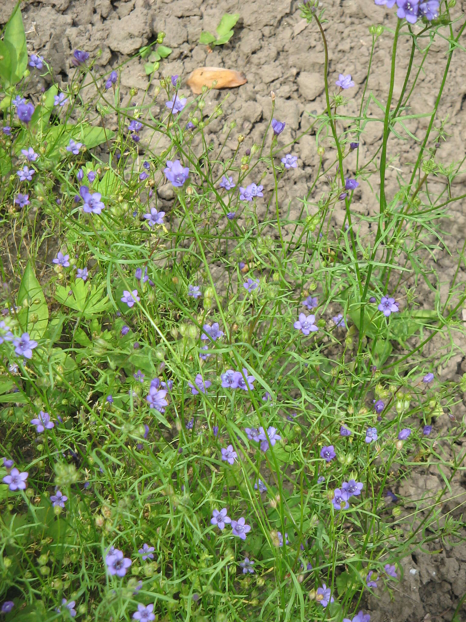 Image of bird's-eye gilia