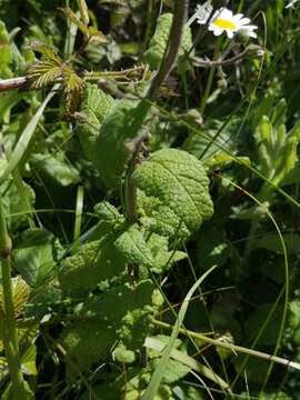 Image de Scrophularia scorodonia L.