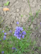 Image of bird's-eye gilia