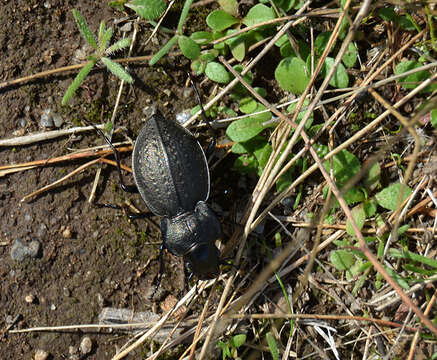 Image of Carabus (Mesocarabus) lusitanicus Fabricius 1801