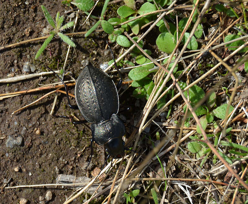 Слика од Carabus (Mesocarabus) lusitanicus Fabricius 1801