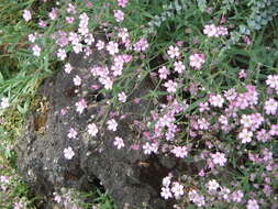 Image of creeping baby's-breath