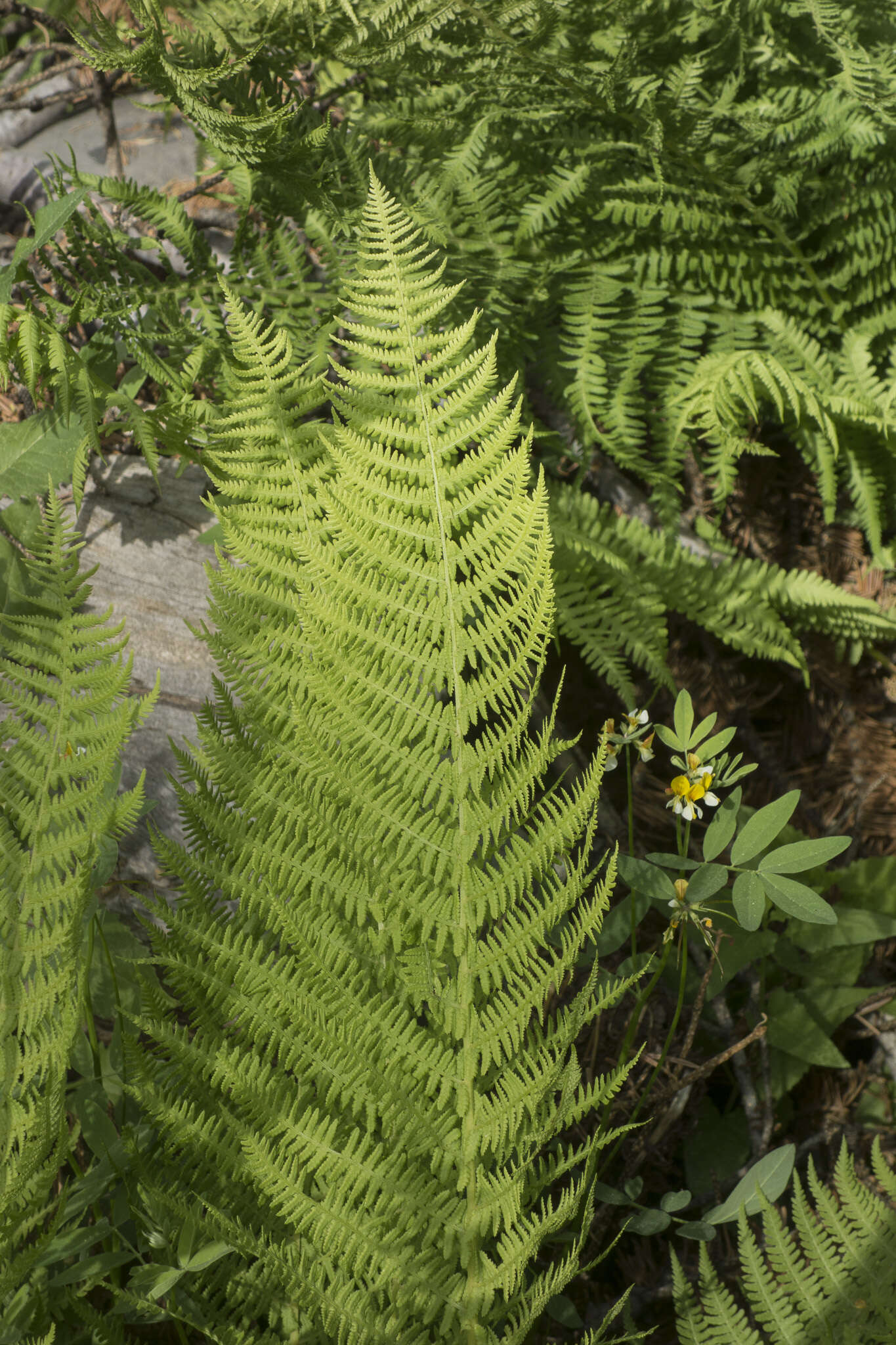 Athyrium asplenioides var. cyclosorum (Rupr.) resmi