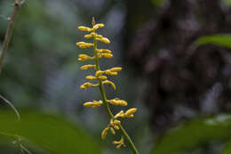 Imagem de Conchocarpus marginatus (Rizzini) J. A. Kallunki & J. R. Pirani