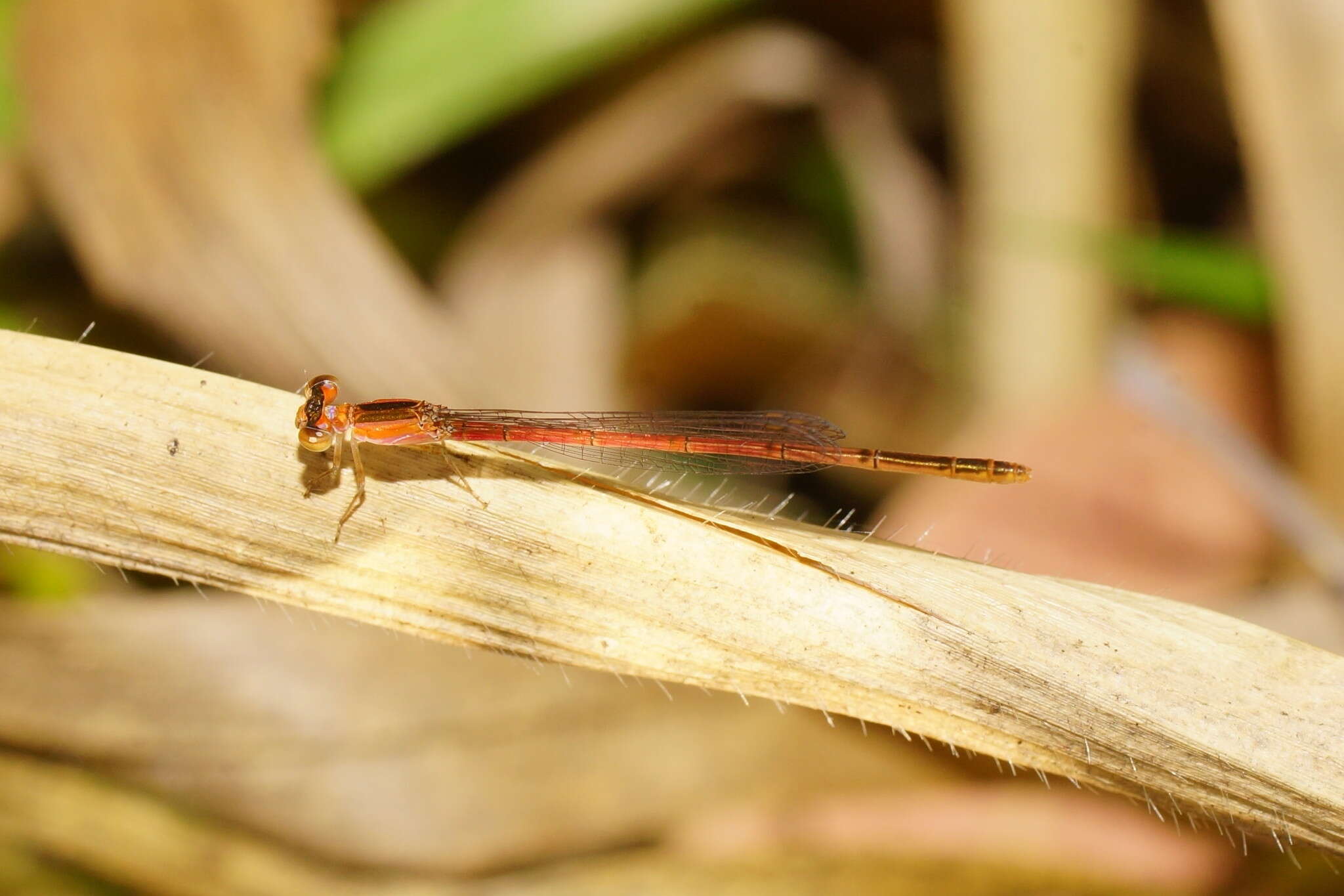 Imagem de Agriocnemis pygmaea (Rambur 1842)