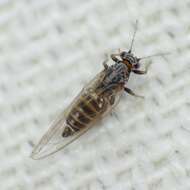 Image of Potato Psyllid