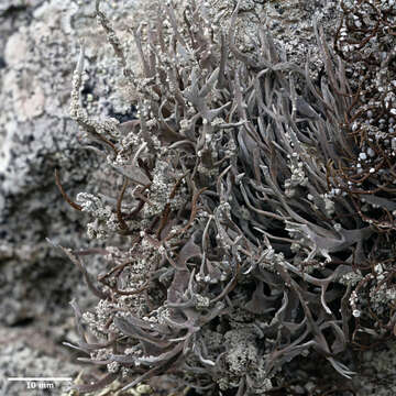 Image of roccella lichen