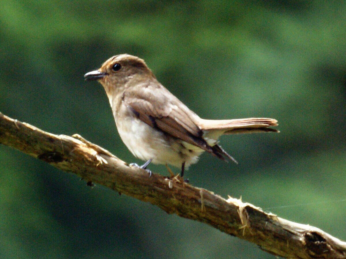 Image of Cyanoptila Blyth 1847