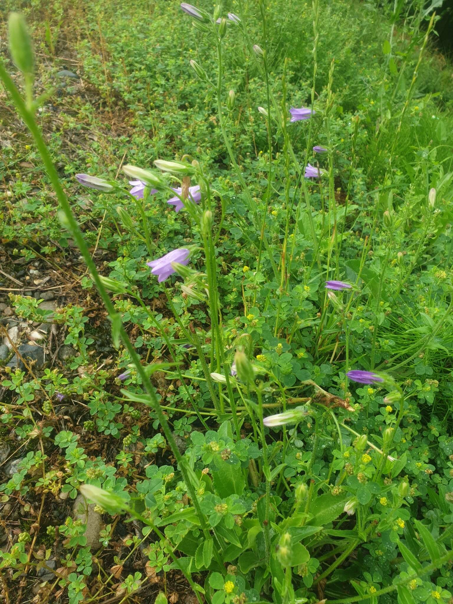 صورة Campanula sibirica subsp. elatior (Fomin) Fed.