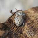 Image of Habronattus festus (Peckham & Peckham 1901)