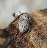 Image of Habronattus festus (Peckham & Peckham 1901)